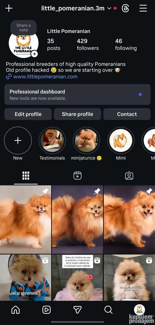 Predivna ženkica na prodaju, odgajivačnica Little Pomeranian
