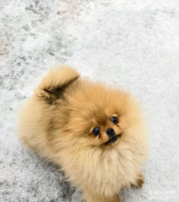 Predivna ženkica na prodaju, odgajivačnica Little Pomeranian
