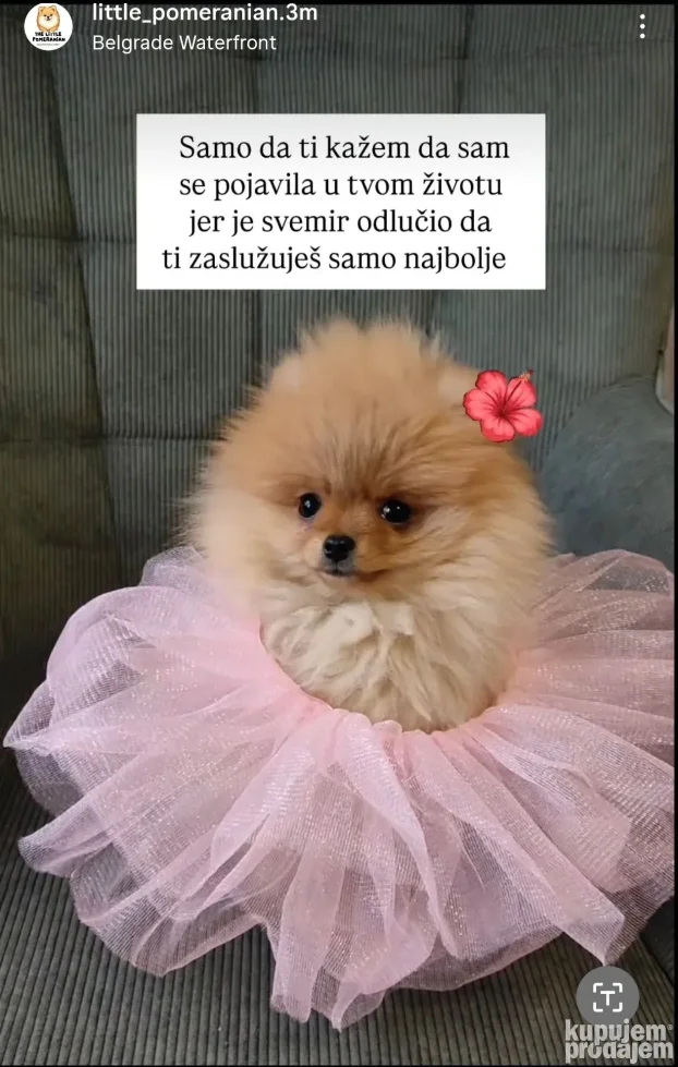 Predivna ženkica na prodaju, odgajivačnica Little Pomeranian