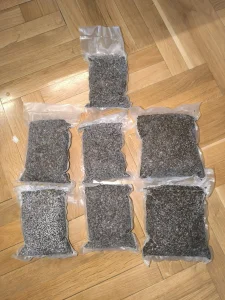 Konoplja