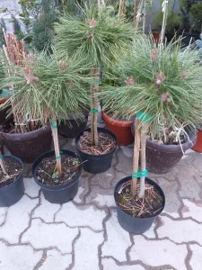 Kalemljeni bor na štapu