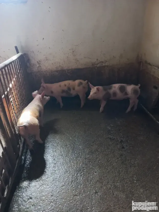 Praci