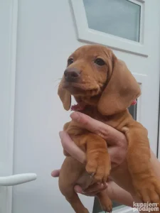 Jazavicari standard kratklodlaki