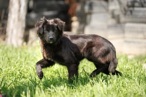 Malena MAŠA traži dom