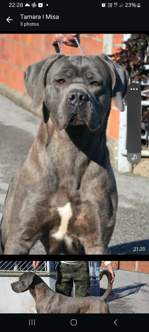 Cane corso stenci na prodaju
