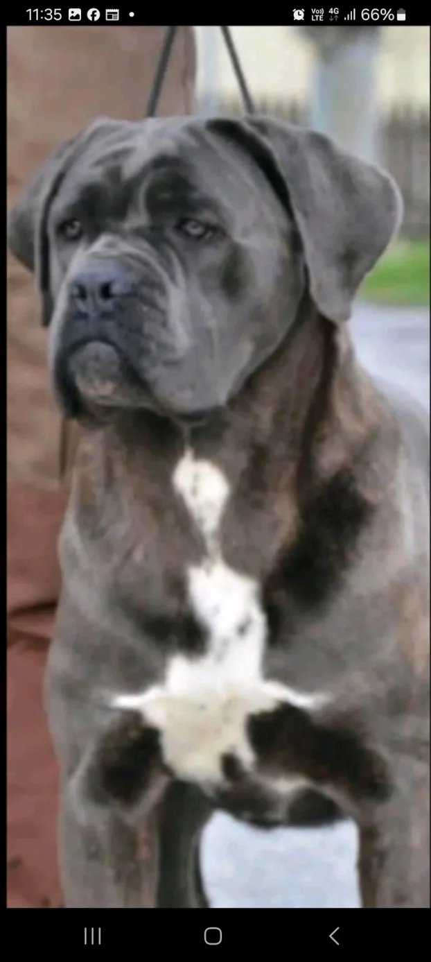 Cane corso stenci na prodaju