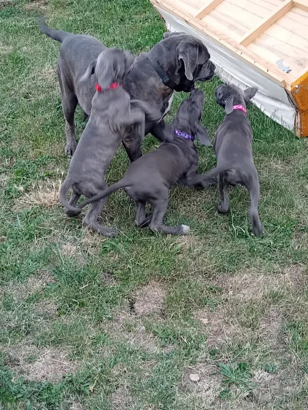Cane corso stenci na prodaju