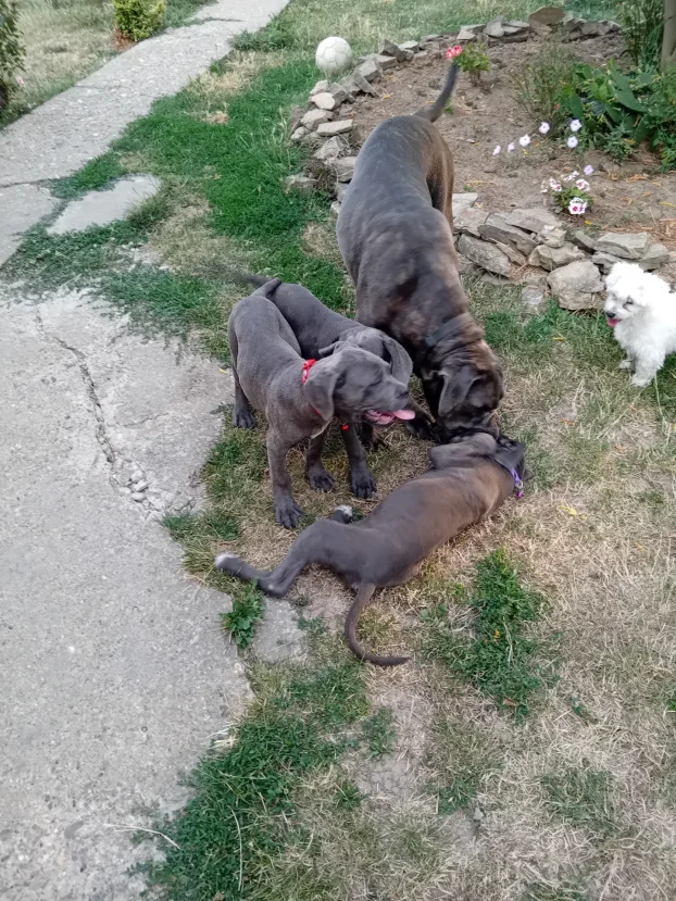 Cane corso stenci na prodaju