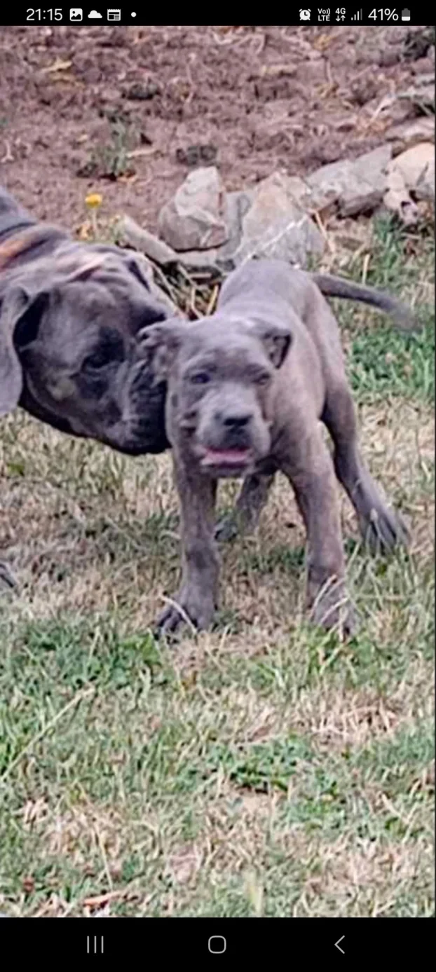 Cane corso stenci na prodaju