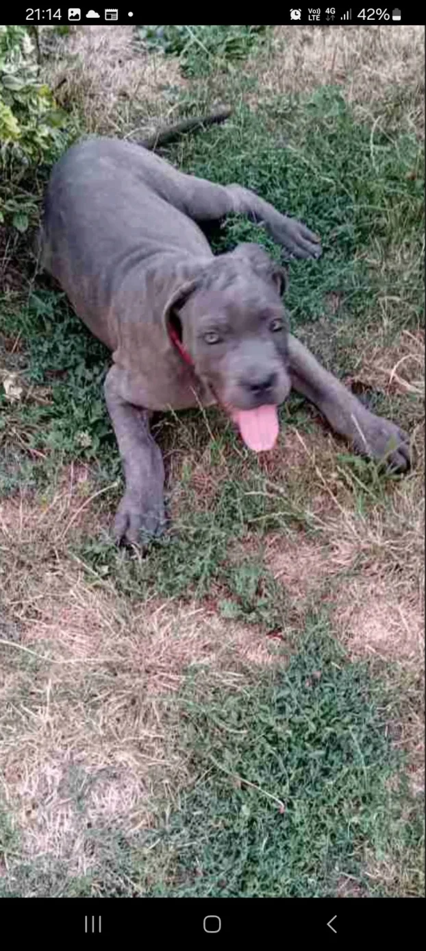 Cane corso stenci na prodaju