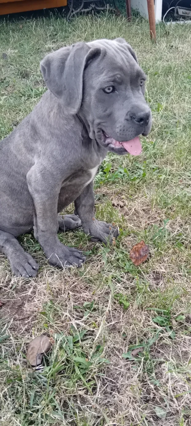 Cane corso stenci na prodaju
