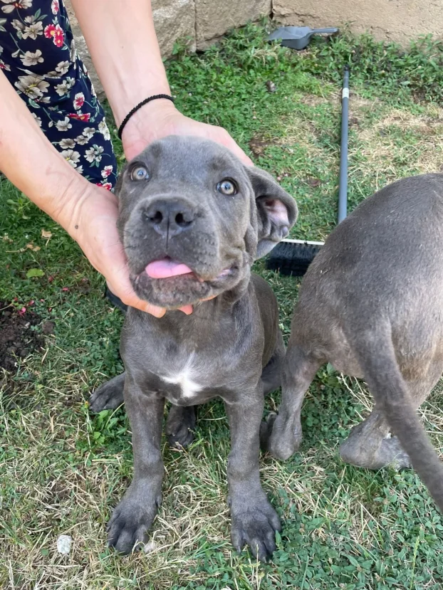 Cane corso stenci na prodaju