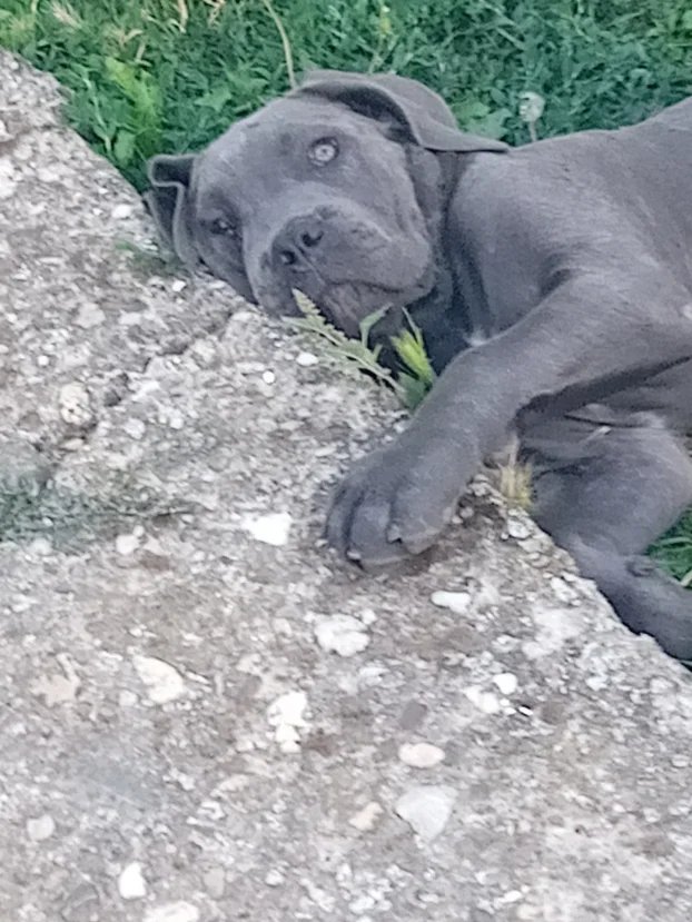 Cane corso stenci na prodaju