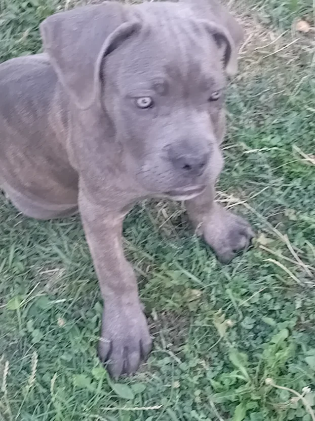 Cane corso stenci na prodaju
