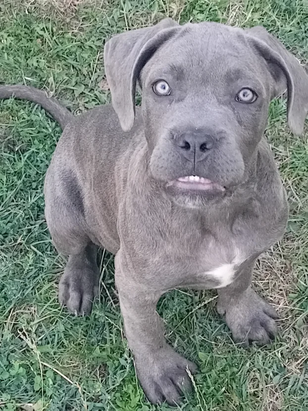 Cane corso stenci na prodaju
