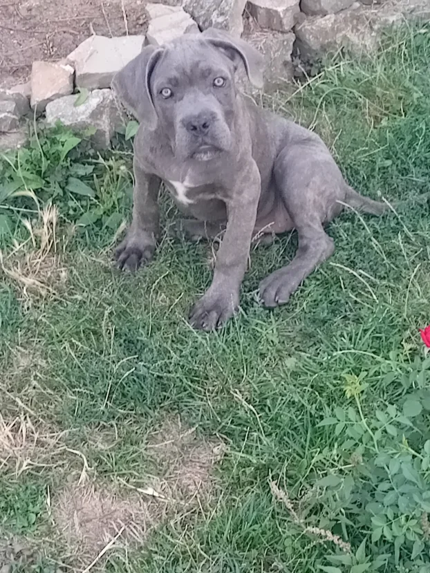 Cane corso stenci na prodaju