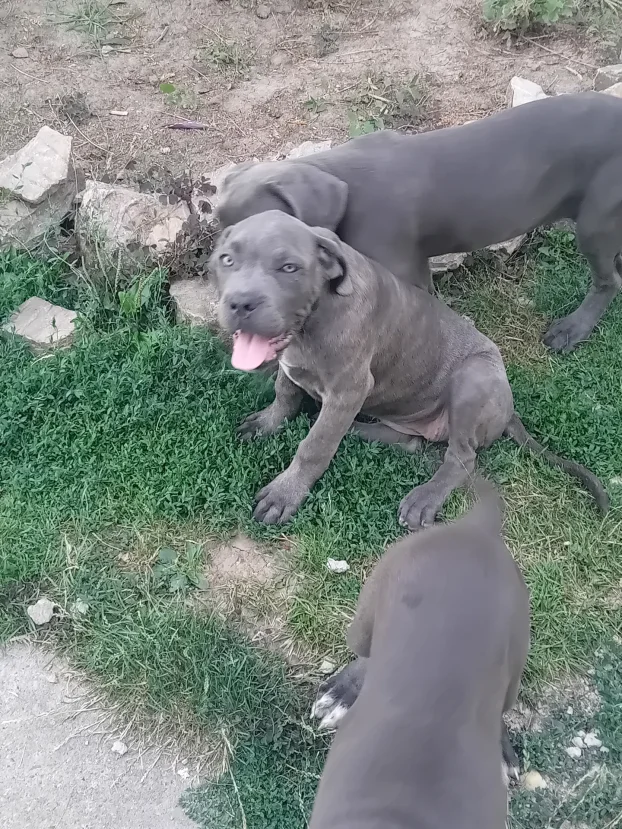 Cane corso stenci na prodaju