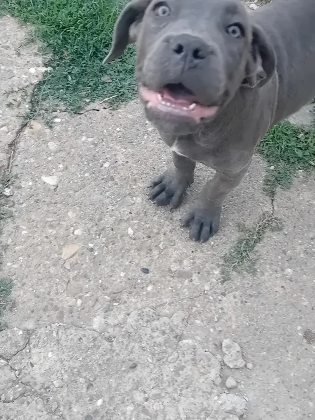 Cane corso stenci na prodaju