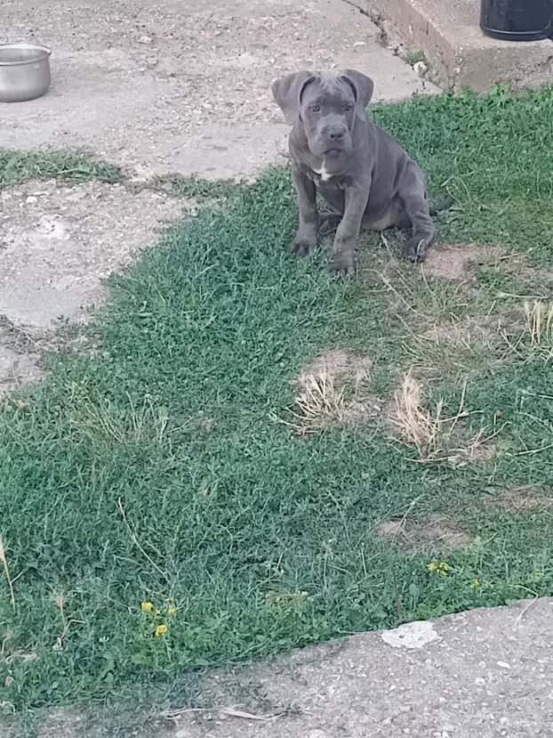 Cane corso stenci na prodaju