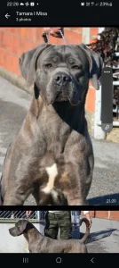 Cane corso stenci na prodaju