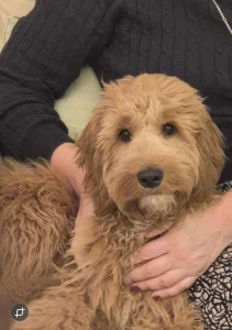 Goldendoodle