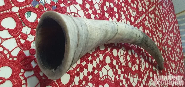 Veliki rog  kupljen u francuskoj