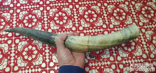 Veliki rog  kupljen u francuskoj