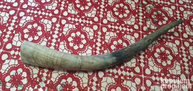 Veliki rog  kupljen u francuskoj