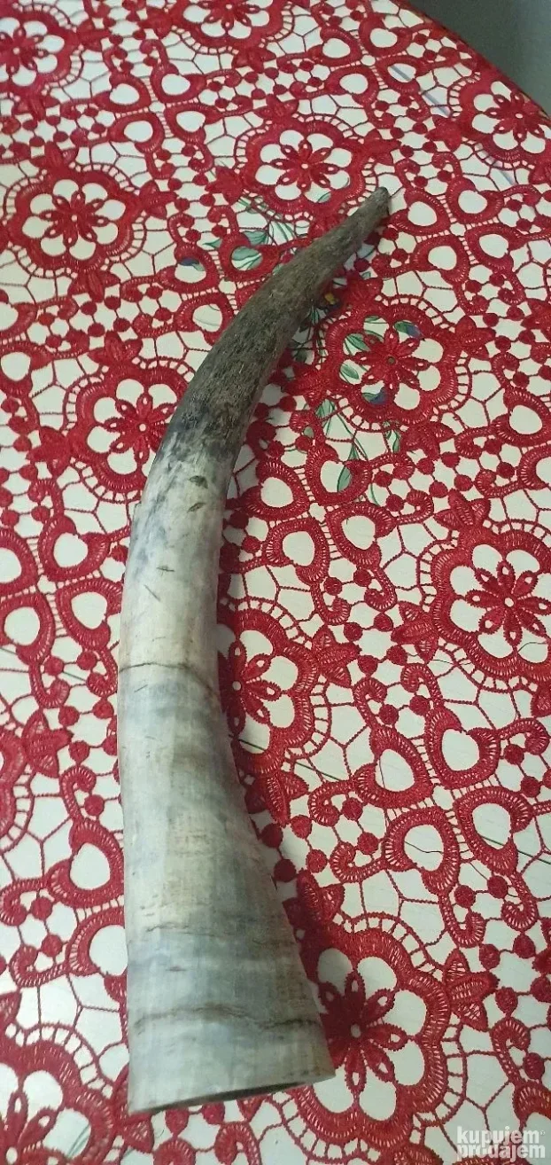 Veliki rog  kupljen u francuskoj