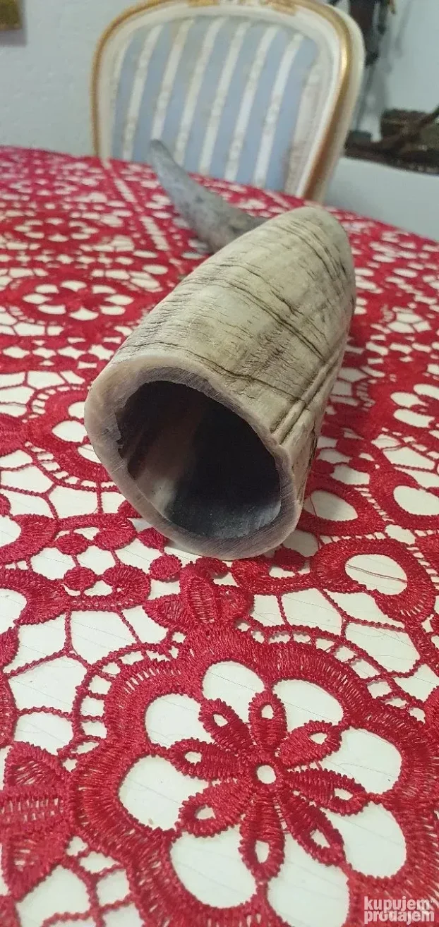 Veliki rog  kupljen u francuskoj