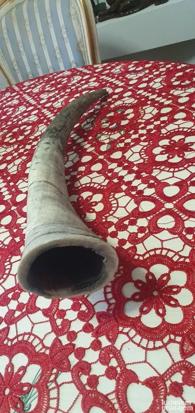 Veliki rog  kupljen u francuskoj