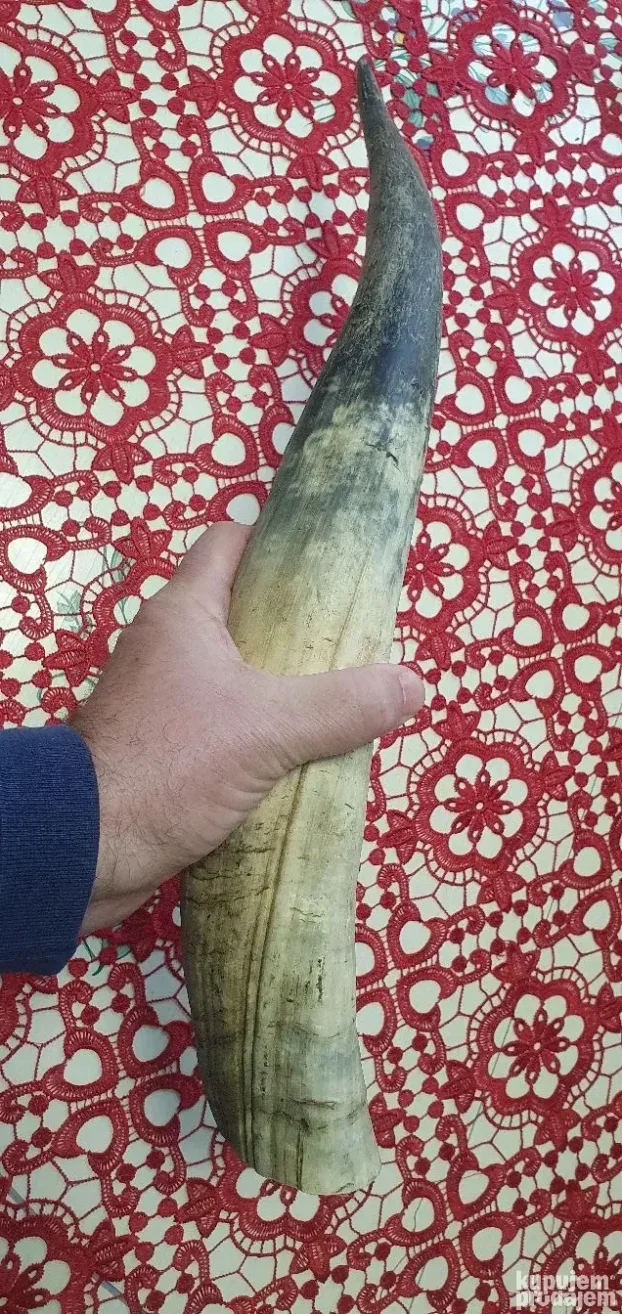 Veliki rog  kupljen u francuskoj