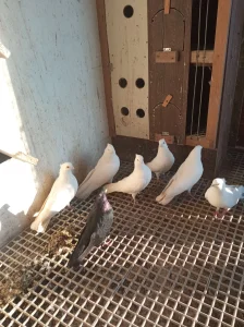 Niski visokoletaci beli