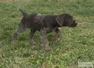 Nemački oštrodlaki ptičar