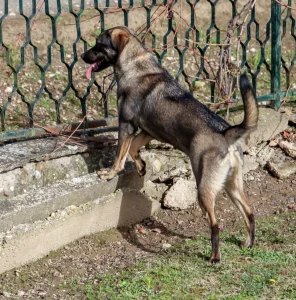 Kuca Ivana traži dom