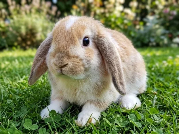 patuljasti LAVLJA GLAVA, OVNOLIKI, HOLANDSKI zecevi