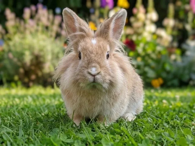 patuljasti LAVLJA GLAVA, OVNOLIKI, HOLANDSKI zecevi