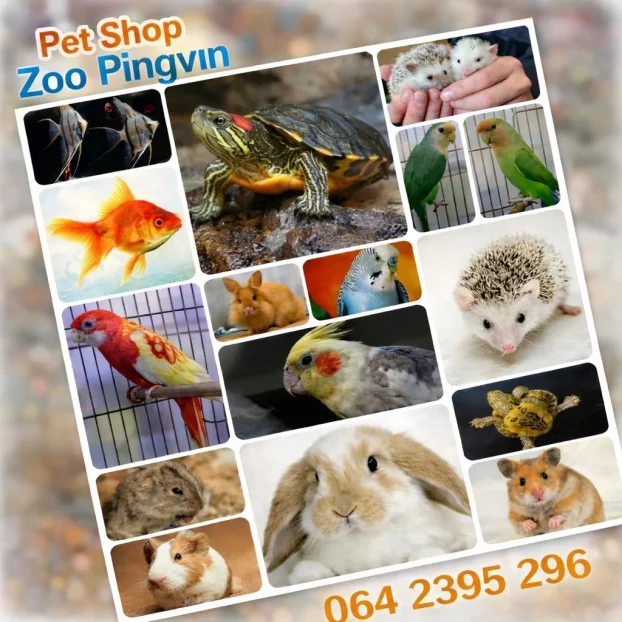 patuljasti LAVLJA GLAVA, OVNOLIKI, HOLANDSKI zecevi