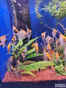 Prodajem tri kolor skalare na 3 cm