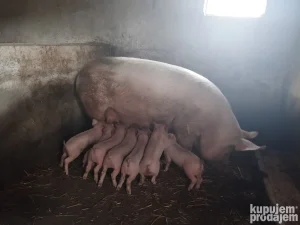 Prodajem prasiće