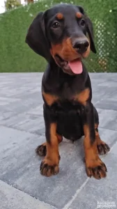 Doberman zenka