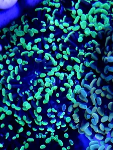 Euphyllia parancora