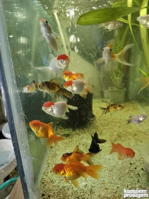 Akvarijumske ribice : japanke,sarani i dr. riba