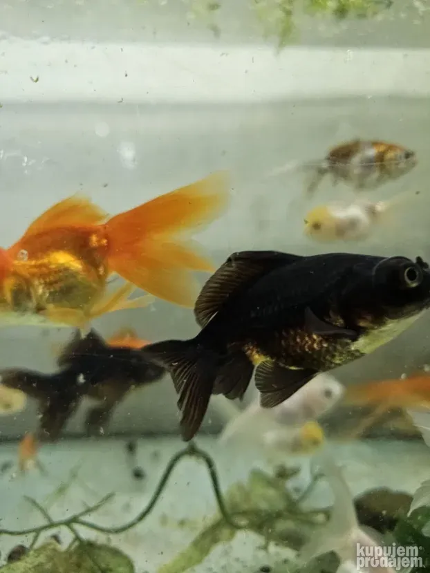 Akvarijumske ribice : japanke,sarani i dr. riba