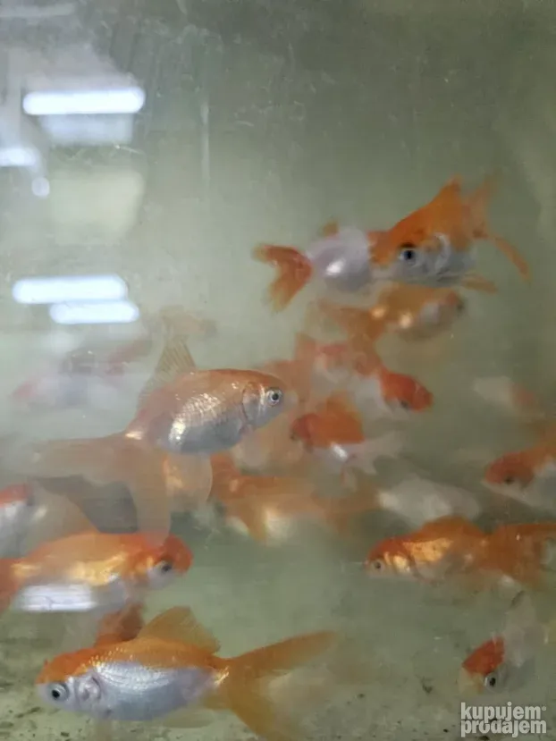 Akvarijumske ribice : japanke,sarani i dr. riba