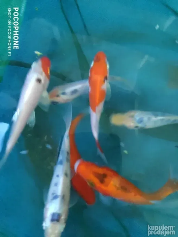 Akvarijumske ribice : japanke,sarani i dr. riba