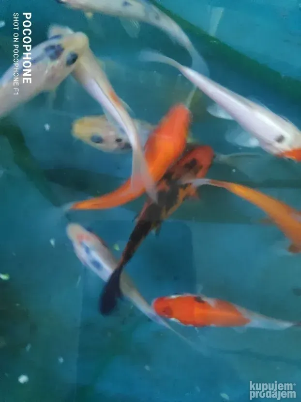 Akvarijumske ribice : japanke,sarani i dr. riba
