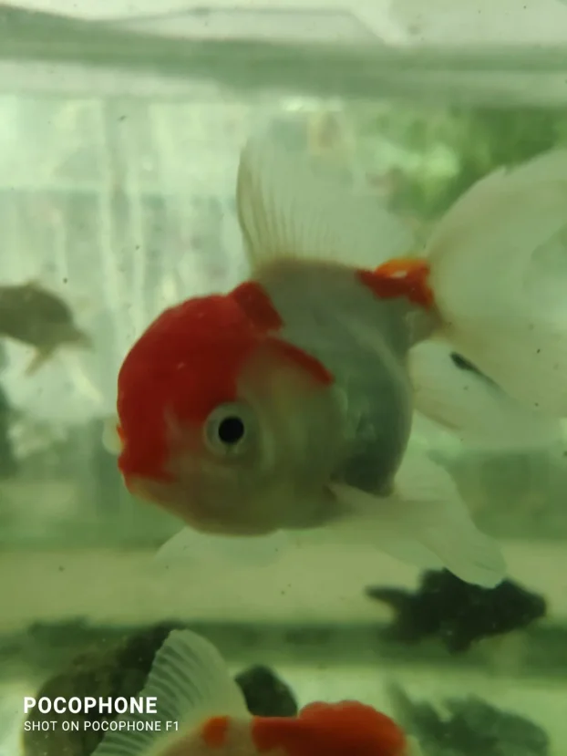 Akvarijumske ribice : japanke,sarani i dr. riba