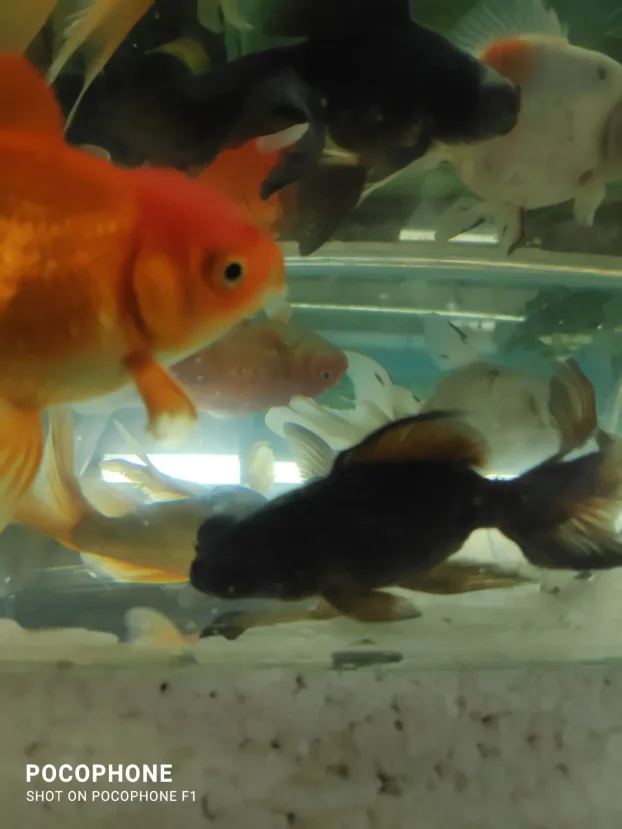 Akvarijumske ribice : japanke,sarani i dr. riba