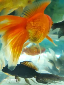 Akvarijumske ribice : japanke,sarani i dr. riba